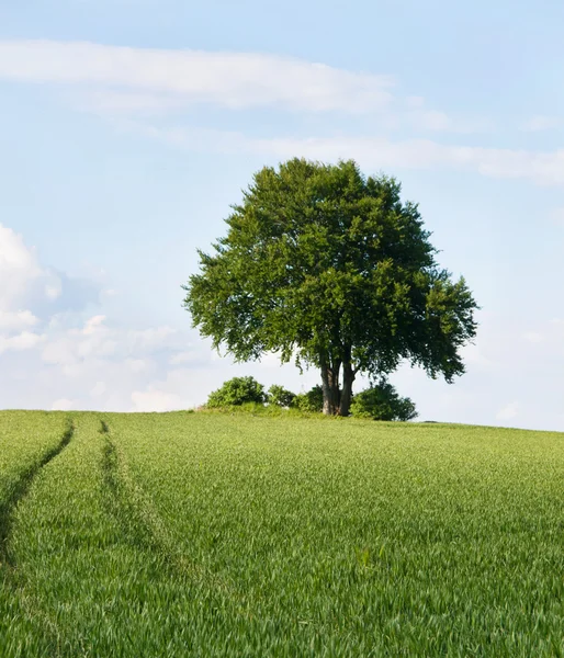 Solitära träd på toppen av fältet i början av sommaren — Stockfoto