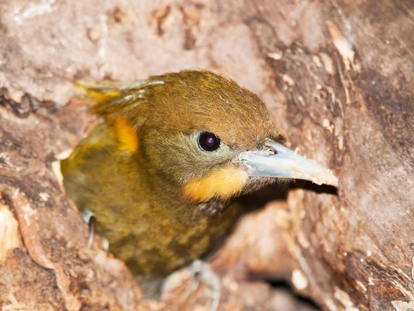 Hoofd van grotere Yellownape - Picus flavinucha mystacalis — Stockfoto