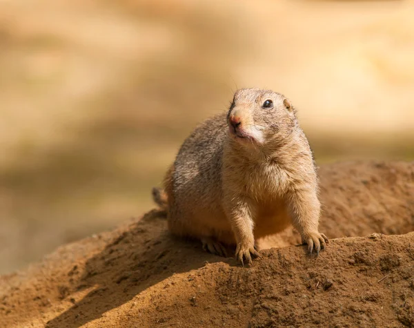 Cynomys ludovicianus - cane della prateria coda nera — Foto Stock