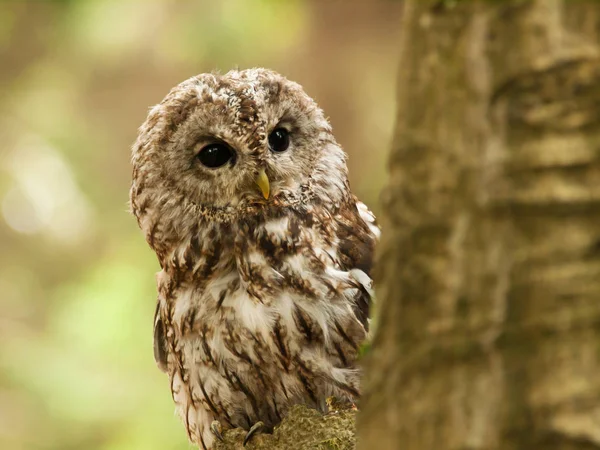 Pohledu za ze stromu - Strix aluco hnědá sova — Stock fotografie