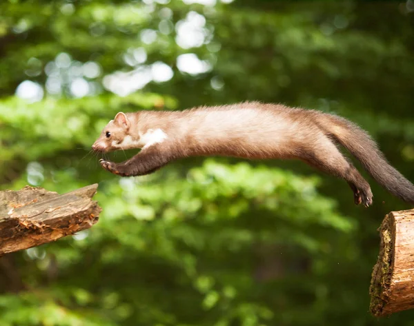 Marder springt auf Holz - martes foina — Stockfoto