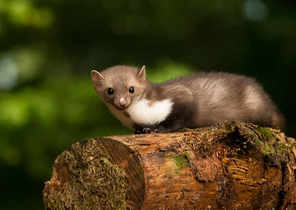 Witte brasted marten liggend op hout - Martes foina — Stockfoto