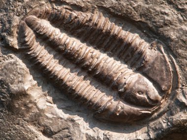 Çek Cumhuriyeti'nde bulunan ordovician trilobite Fossile