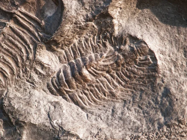 Conocoryphe sulzeri - fossiled trilobiet gevonden in Jince, Tsjechië — Stockfoto