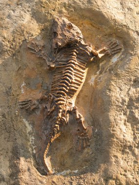 Seymouria baylorensis - articifial oyuncular fosil Teksas, ABD
