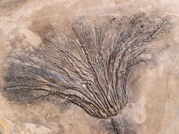 Fossiel van Seirocrinus subanfularis uit Jurassic periode — Stockfoto