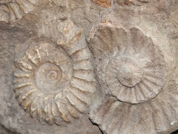 Fossiel van Scapithes amonite gevonden in Marokko, Noord-Afrika — Stockfoto