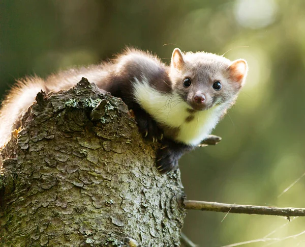 Oglądanie okolicy ściśle - Kuna domowa Martes foina — Zdjęcie stockowe