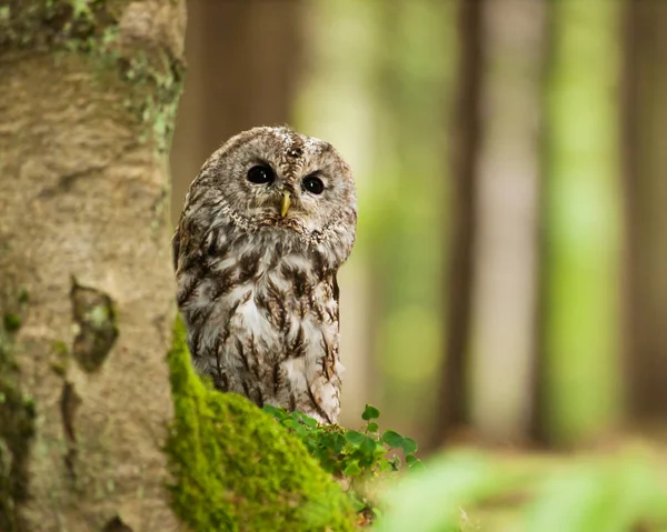 Portrait de jeune chouette fauve en foters - Strix aluco — Photo