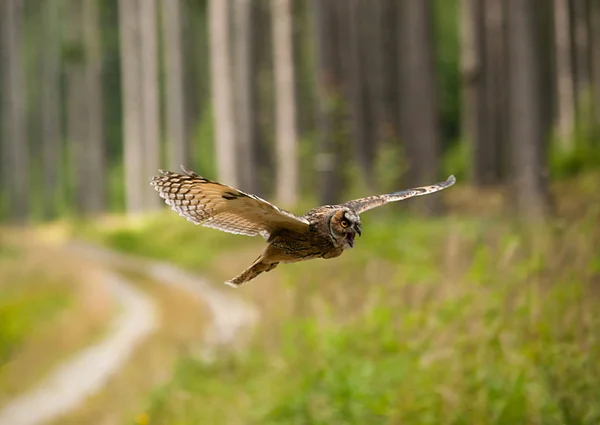 Asio otus - Hibou à longues oreilles volant avec des cris dans la forêt — Photo