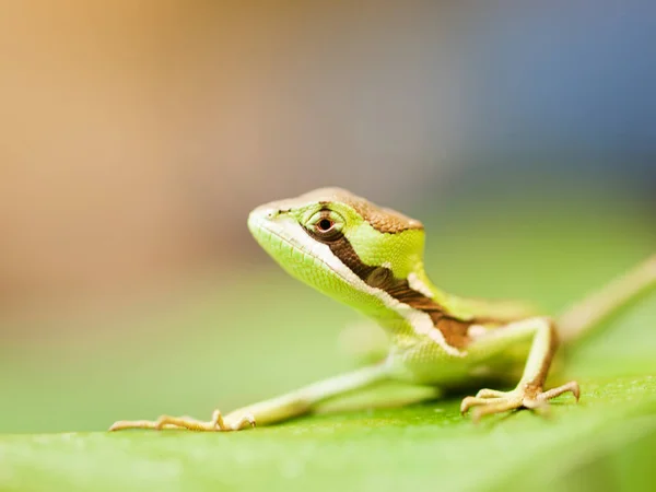 Jeune Canneberge Caquehesd sur la feuille - Laemanctus serratus — Photo