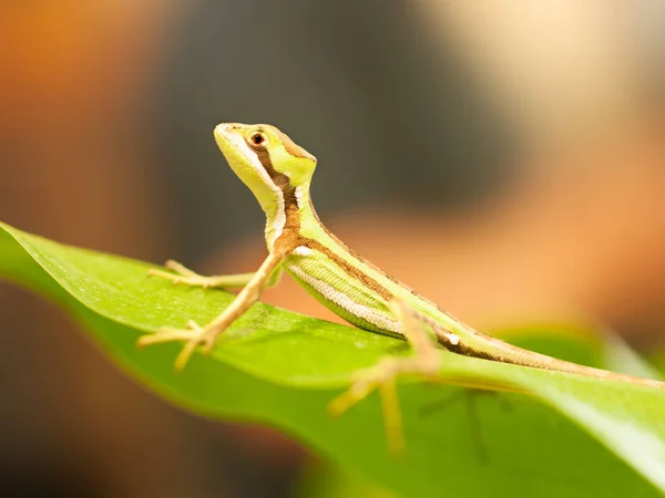 Retrato do lagarto Serated Caquehesd Iguana - Laemanctus serratus — Fotografia de Stock
