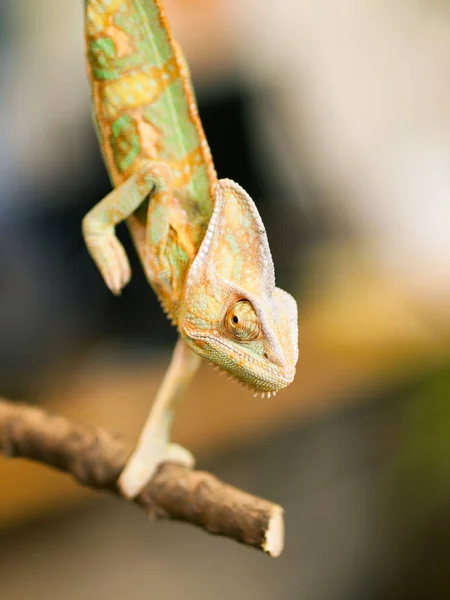 Retrato de camaleão cabeça de cone no ramo - Chameleo calyptratus — Fotografia de Stock