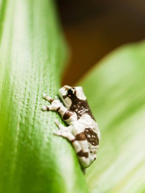 Mavi süt ağaç kurbağası siting yaprak - Trachycephalus resinifictrix
