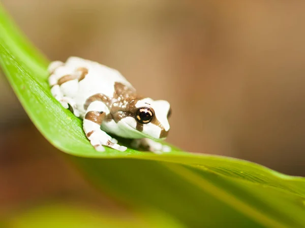 Portrait of Mission golden-eyed tree frog - Trachycephalus resinifictrix — Stock Photo, Image