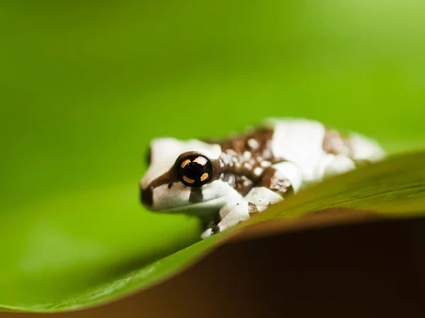 Amazon süt ağaç kurbağası - Trachycephalus resinifictrix portresi — Stok fotoğraf