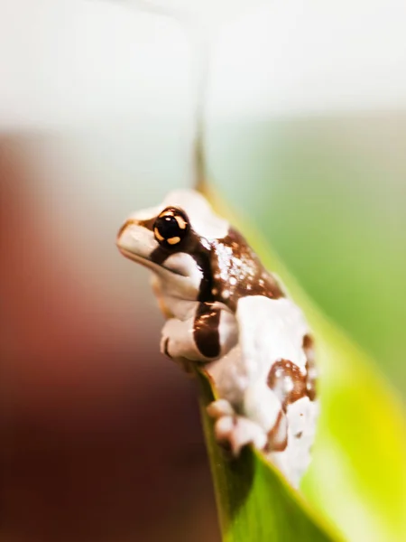 Porträt der Mission Goldäugiger Laubfrosch - trachycephalus resinifictrix — Stockfoto