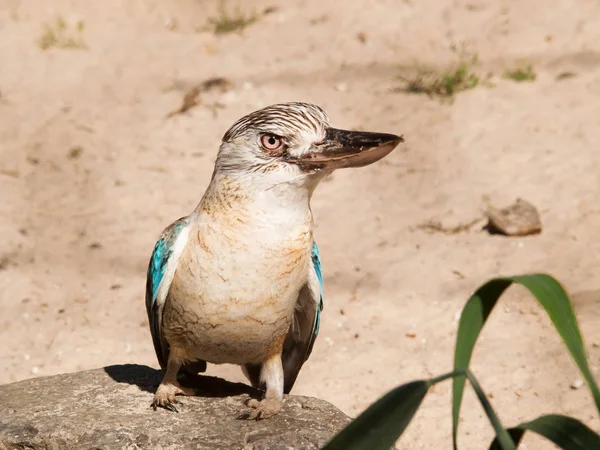 Porträt eines blauen geflügelten Kookaburra-Eisvogels - Dacelo leachii — Stockfoto