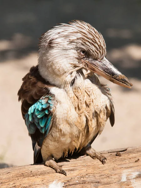 Porträtt od blå bevingade kookaburra kingfisher - Dacelo leachii — Stockfoto