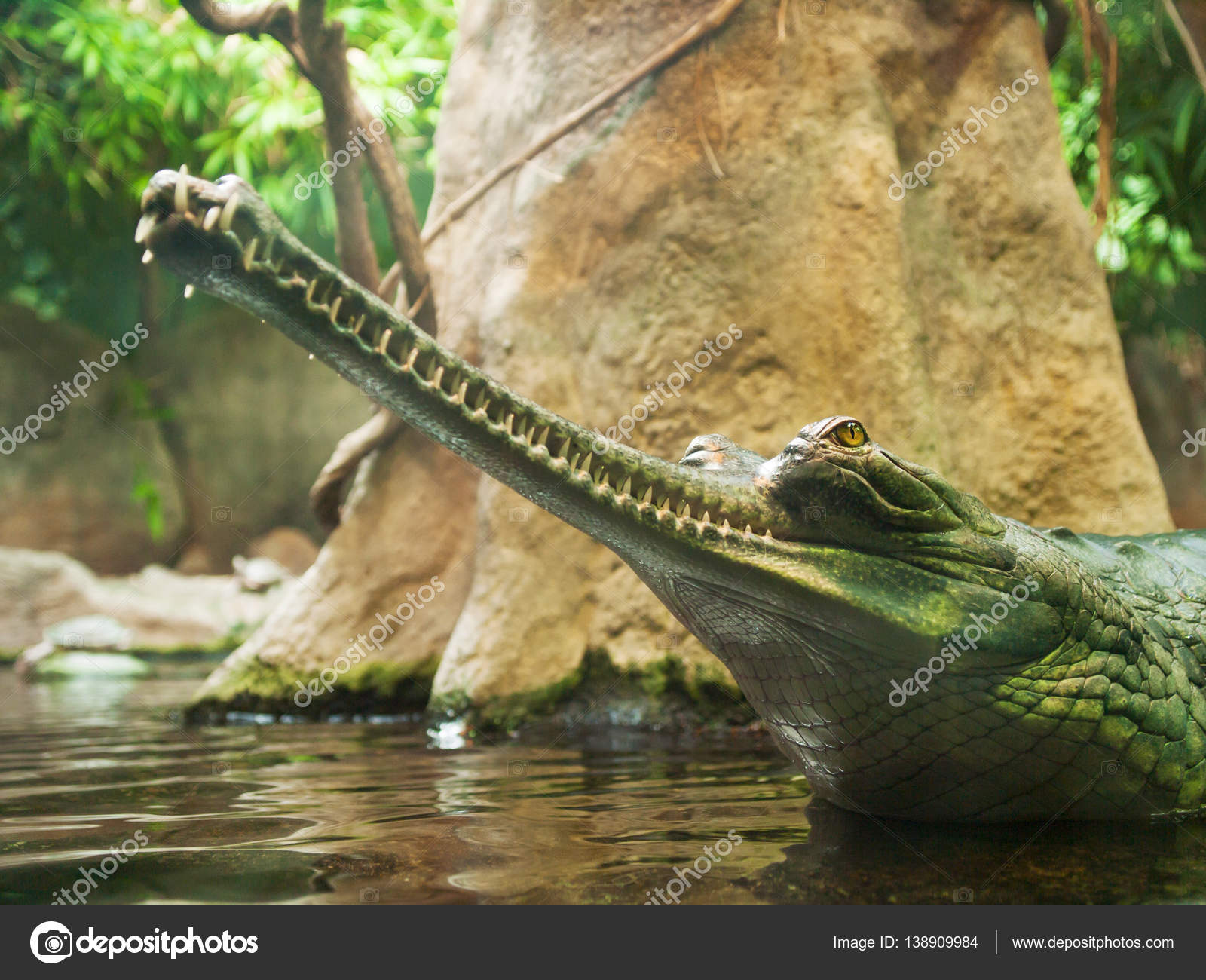 Gharial Gavialis Gangeticus Critically Endangered In Iunc Red List Stock Photo Image By C Scigelova Gharial Gavialis Gangeticus Critically Endangered In Iunc Red List Stock Photo Image By C Scigelova