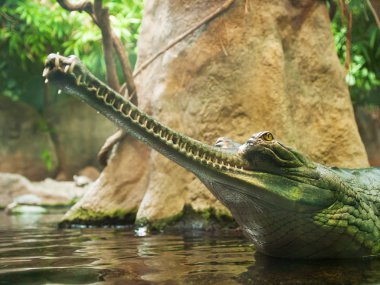 Eleştirel Iunc kırmızı listesinde nesli tehlike altında olan gharial - Gavialis gangeticus-