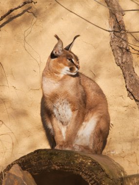 Taşa siting lynx - Caracal caracal - çöl