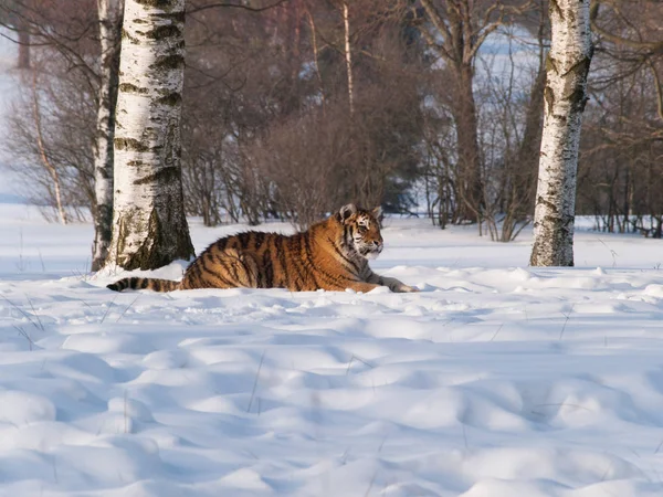 Сибирский тигр отдыхает на снегу - Panthera tigris altaica — стоковое фото