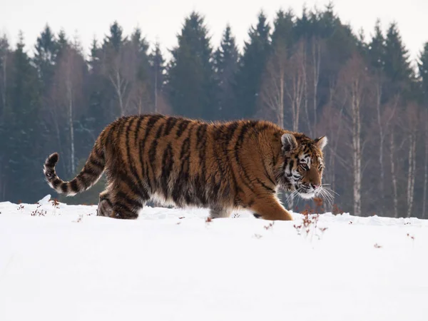 Tigre de amur siberiano en la naturaleza salvaje de invierno rastreando presas - Panthera tigris altaica — Foto de Stock