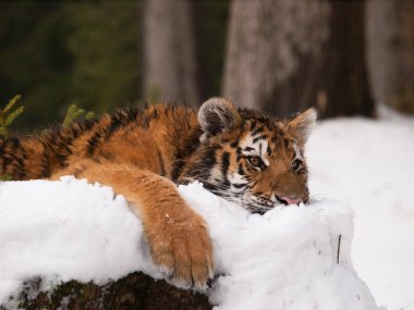 Dinlenme - Panthera tigris altaica genç Sibirya amur kaplanı