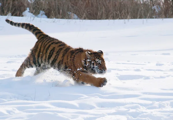 Amoer tiger uitgevoerd in de sneeuw - Panthera tigris altaica — Stockfoto