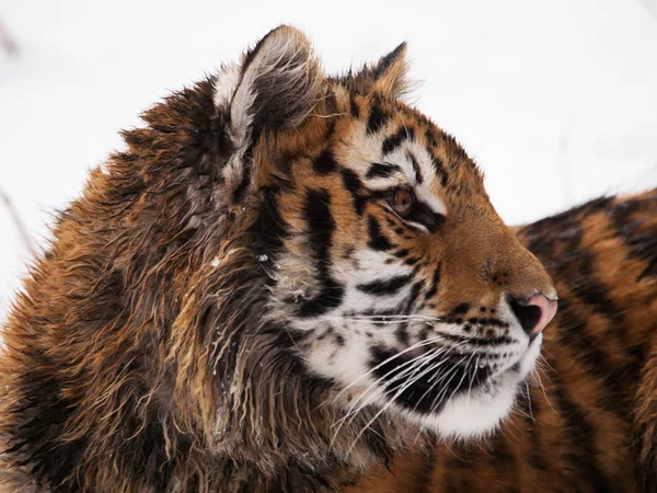 Portret van jonge Siberische tijger - Panthera tigris altaica — Stockfoto
