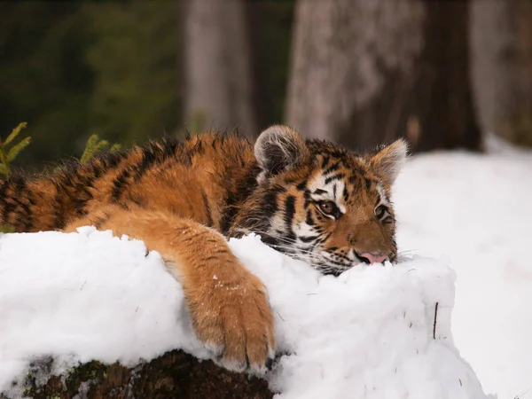 Молодий сибірський тигр амурський відпочиваючи - Panthera тигр altaica Стокове Фото