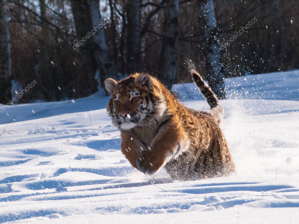 Hunting Siberian tiger- Panthera tigris altaica