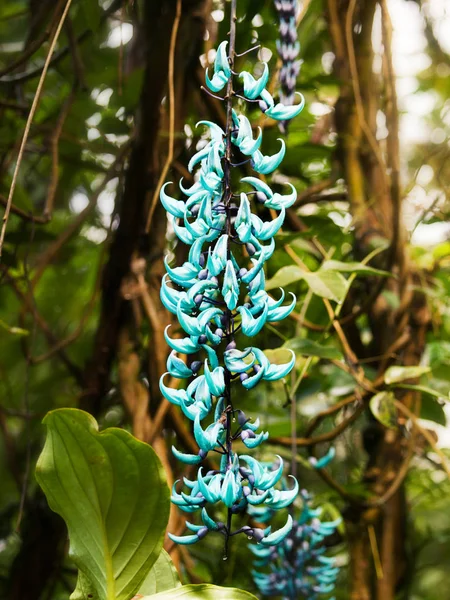 Strongylodon macrobotrys - ターコイズ翡翠葛の花 — ストック写真