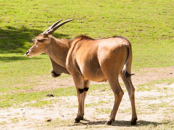 Common eland on pasture - Taurotragus oryx — Stock Photo, Image