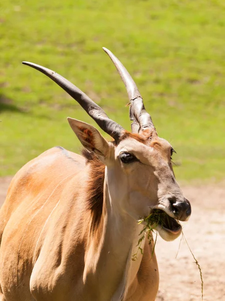 Southern eland with spiral horns on pasture - Taurotragus oryx — Stock Photo, Image