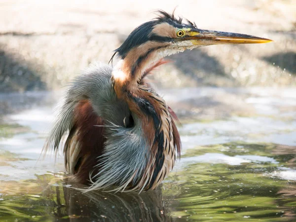 Airone viola nell'acqua - Ardea purpurea — Foto Stock