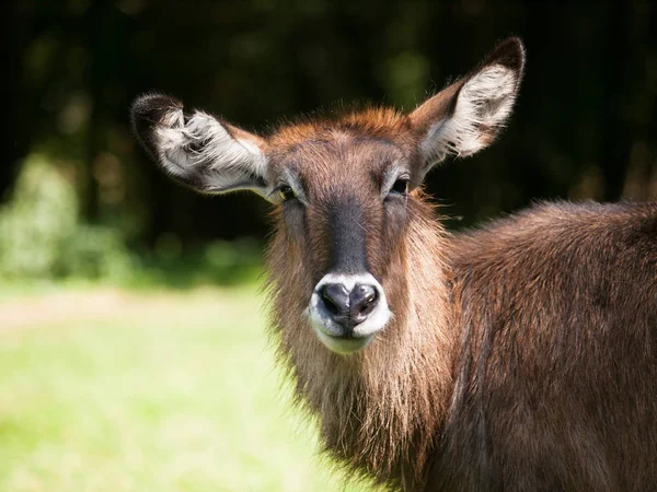 Portrait de l'antilope de Defassa Waterbuck - Kobus ellipsiprymnus defassa — Photo