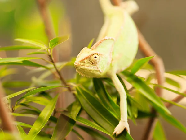 Retrato de camaleão cabeça de cone no ramo com folhas - Chameleo calyptratus — Fotografia de Stock