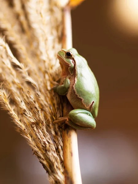 Rana arbórea común europea en la caña - Hyla arborea —  Fotos de Stock