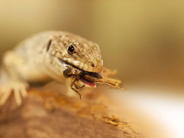 Porträtt av djur ödla äter skalbagge - Timon lepidus — Stockfoto