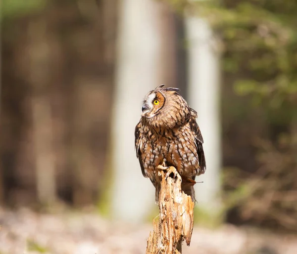 长耳鸮休息上树桩-思瑞克奥特斯 — 图库照片