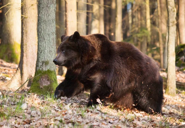 Euroasijské medvěd hnědý chodit v lese - Ursus arctos — Stock fotografie
