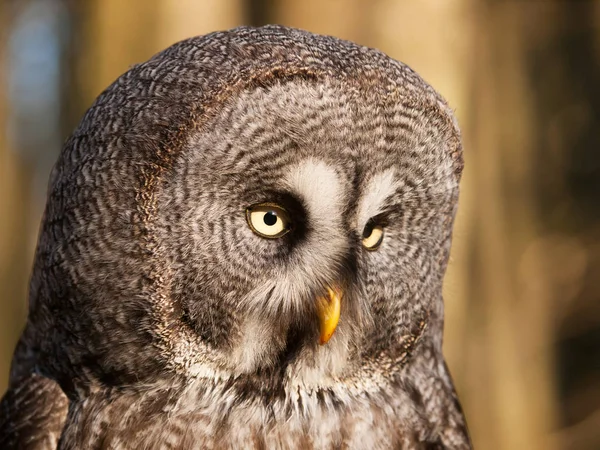 Dettaglio della testa di gufo grigio geat - Strix nebulosa — Foto Stock