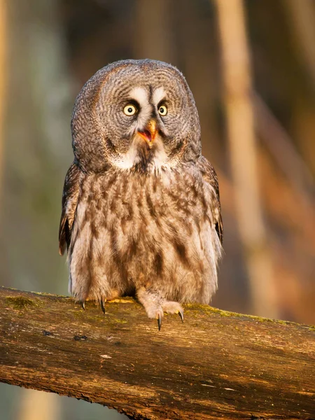 Great grey owl in forest - Strix nebulosa — Stock Photo, Image