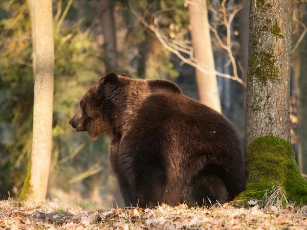 Urso pardo comum situado na floresta - Ursus arctos Imagens De Bancos De Imagens