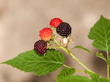 Böğürtlen yaprakları - Rubus plicatus ile olgunlaşma, şube