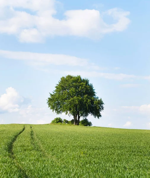 Eenzame boom op de bovenkant van veld in de vroege zomer — Stockfoto