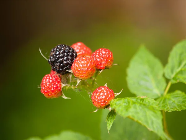 Branch of ripening blackberries with leaves - Rubus plicatus — Stock Photo, Image