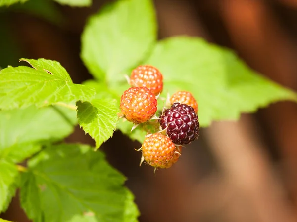 Branch of ripening blackberries with leaves - Rubus plicatus — Stock Photo, Image